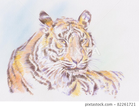 Colored pencil drawing tiger Colored pencil drawing tiger 82261721