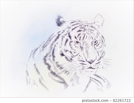 Pen drawing tiger Pen drawing tiger 82261722