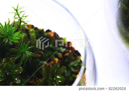 青苔玻璃容器 青苔玻璃容器 82262028