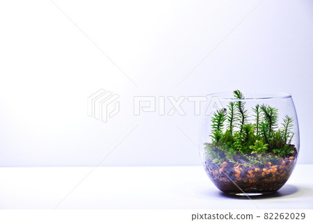 青苔玻璃容器 82262029