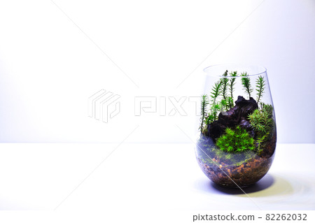 青苔玻璃容器 青苔玻璃容器 82262032
