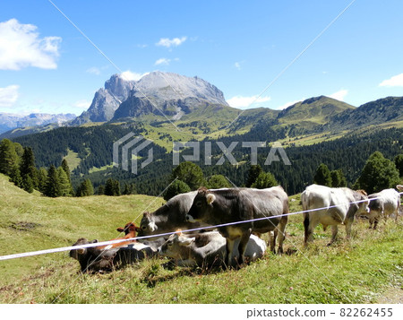 Alpe di Ciusi in the Dolomites region of Italy 82262455