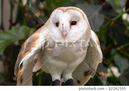 倉owl 82262505