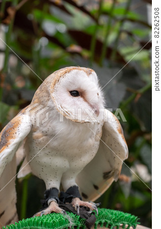 Barn owl Barn owl 82262508