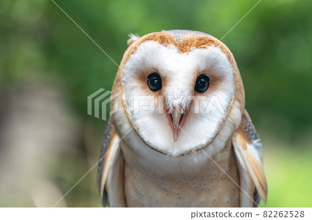 倉owl 82262528