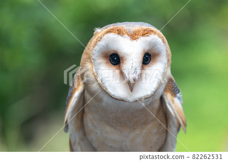 倉owl 82262531