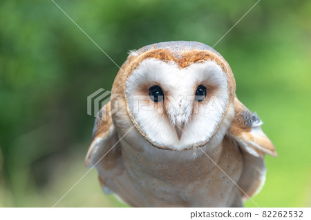 倉owl 82262532