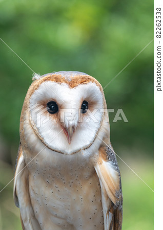 Barn owl Barn owl 82262538