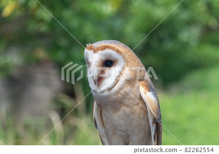 倉owl 82262554