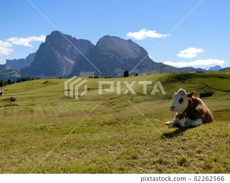 意大利白雲巖地區的 Alpe di Ciusi 意大利白雲巖地區的 Alpe di Ciusi 82262566