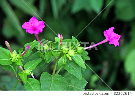 Marvel-of-peru (white powder flower) that began to open in the evening Marvel-of-peru (white powder flower) that began to open in the evening 82262614