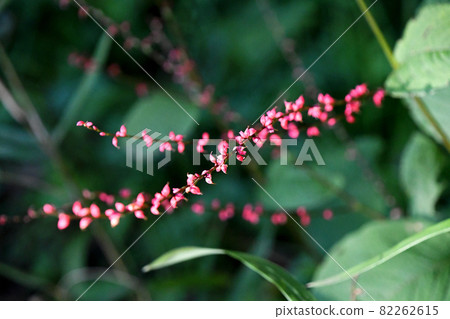 Mizuhiki（水畫） 82262615