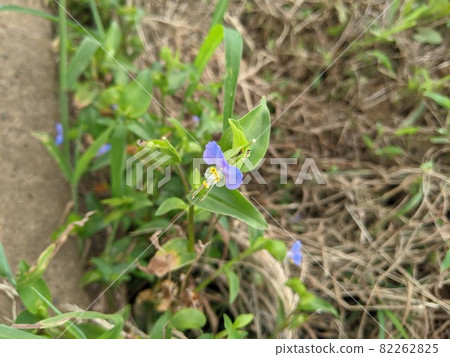 Commelina communis (light blue) 82262825
