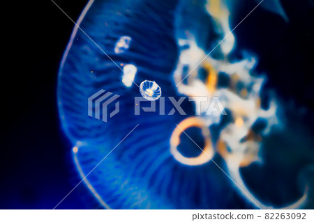 jellyfish  82263092