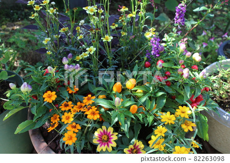 Flower group planting in the garden 82263098