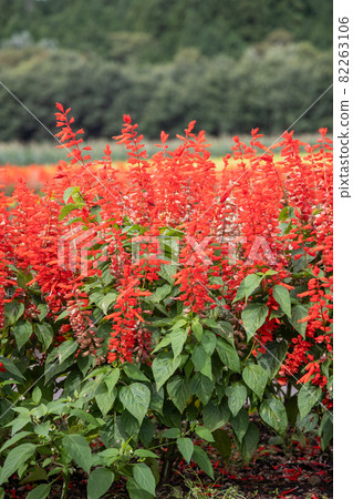 丹參的花壇 82263106