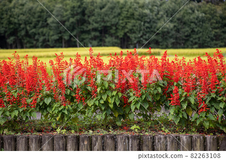 salvia in garden bed