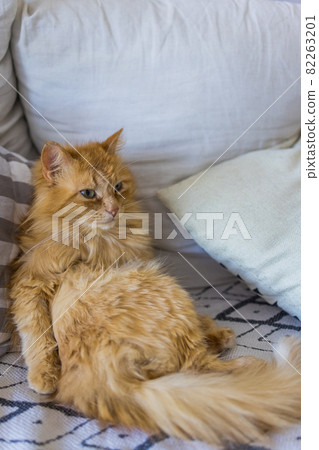 Red fluffy cat sitting like a human on bed. 82263201