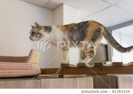 A seal point Birman cat, 4 month old kitten, male climbs on the wooden beam on the attic under angled plasterboard ceiling. 82263256