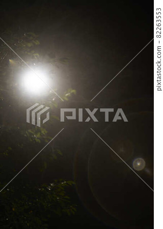 Tree and light 82263553