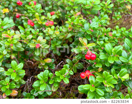 Bayberry fruit 1 Mt. Fuji Bayberry fruit 1 Mt. Fuji 82263834