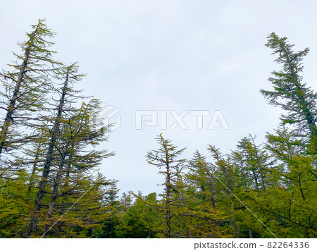 Mt. Fuji larch 2 Mt. Fuji larch 2 82264336