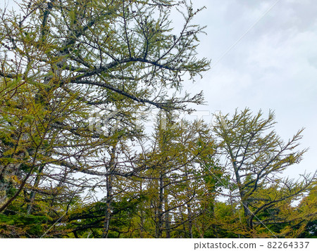Larch of Mt. Fuji 1 Larch of Mt. Fuji 1 82264337