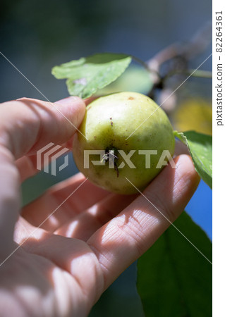 Hand plucks an apple from an apple tree 82264361