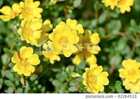 Portulaca 82264518