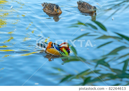 A beautiful multi colored Mandarin duck swims in a pond next to other Siberian breeds of ducks A beautiful multi colored Mandarin duck swims in a pond next to other Siberian breeds of ducks 82264613
