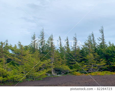 Larch of Mt. Fuji 4 Larch of Mt. Fuji 4 82264723