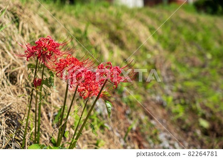 Higanbana Cluster Flower 82264781