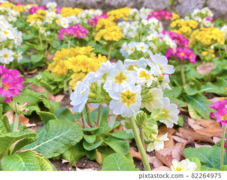 Primula Polyansa Primula Polyansa 82264975