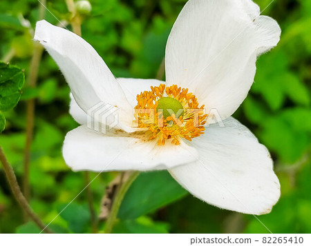 Pure white Japanese anemone blooming in the garden Pure white Japanese anemone blooming in the garden 82265410