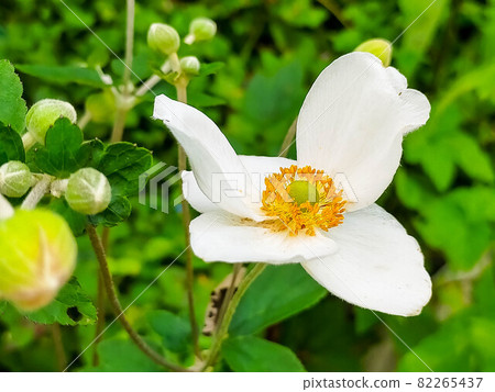 Pure white Japanese anemone blooming in the garden 82265437
