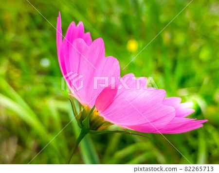 在秋天天空下的波斯菊 82265713