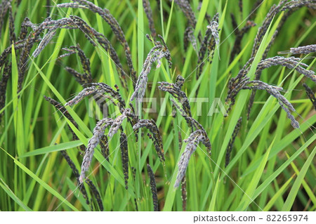 Pre-harvest black rice Pre-harvest black rice 82265974