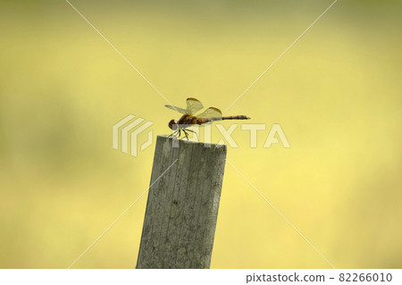 A car dragonfly that perches on a golden rice ear and a bamboo stick A car dragonfly that perches on a golden rice ear and a bamboo stick 82266010