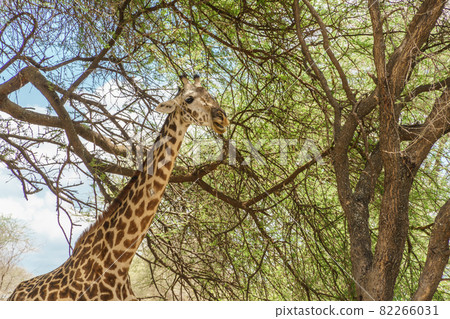 Giraffe eating branches and leaves in Tarangire National Park, Tanzania 82266031