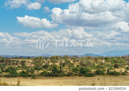 A magnificent view of Tanzania's Tarangile National Park with beautiful blue skies, clouds and trees A magnificent view of Tanzania's Tarangile National Park with beautiful blue skies, clouds and trees 82266034