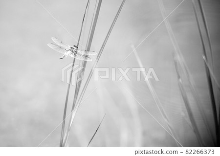 Dragonfly insect sitting on the green grass. Summer time near seaside. Dragonflies are flying insects. aerial predatory insect commonly found near freshwater Dragonfly insect sitting on the green grass. Summer time near seaside. Dragonflies are flying insects. aerial predatory insect commonly found near freshwater 82266373