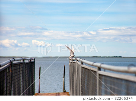 Seagull perched on a pier handrail behind blue sky at sunny summer day in Estonia Seagull perched on a pier handrail behind blue sky at sunny summer day in Estonia 82266374