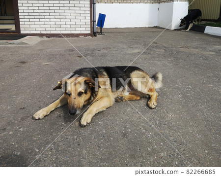 A stray lonely sad dog near the entrance of a house in the city. A stray lonely sad dog near the entrance of a house in the city. 82266685