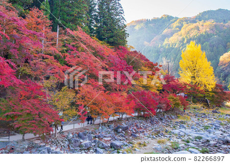 Tokai's premier autumn foliage spot, the colorful autumn of Korankei 82266897