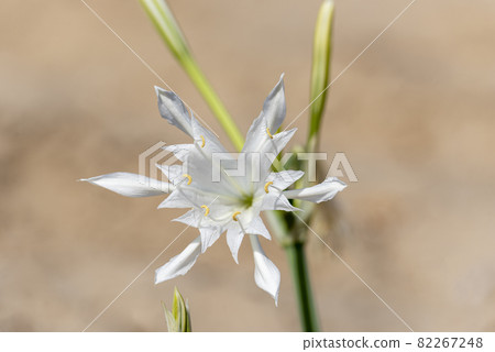 Sea daffodil - Pancratium maritimum grows on coastal sands and it is a bulbous perennial flower. 82267248