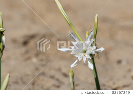 Sea daffodil - Pancratium maritimum grows on coastal sands and it is a bulbous perennial flower. Sea daffodil - Pancratium maritimum grows on coastal sands and it is a bulbous perennial flower. 82267249