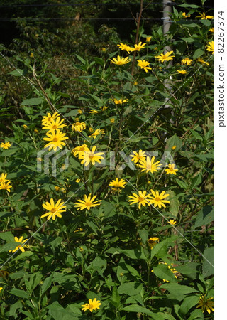 Jerusalem artichoke flower 82267374