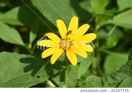 菊芋花 菊芋花 82267376