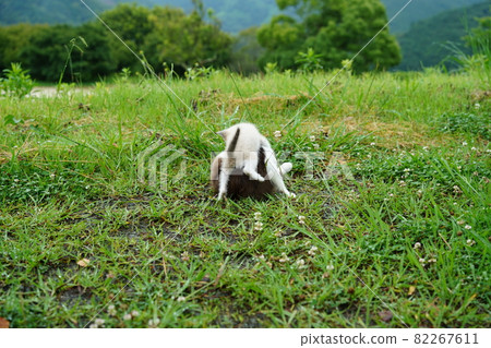 A cute stray cat kitten with blue eyes is not afraid of water and plays in the grass A cute stray cat kitten with blue eyes is not afraid of water and plays in the grass 82267611