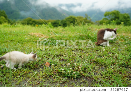 A cute stray cat kitten with blue eyes is not afraid of water and plays in the grass 82267617